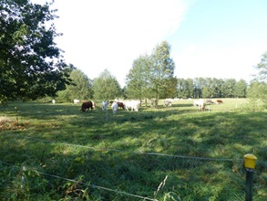 Natur